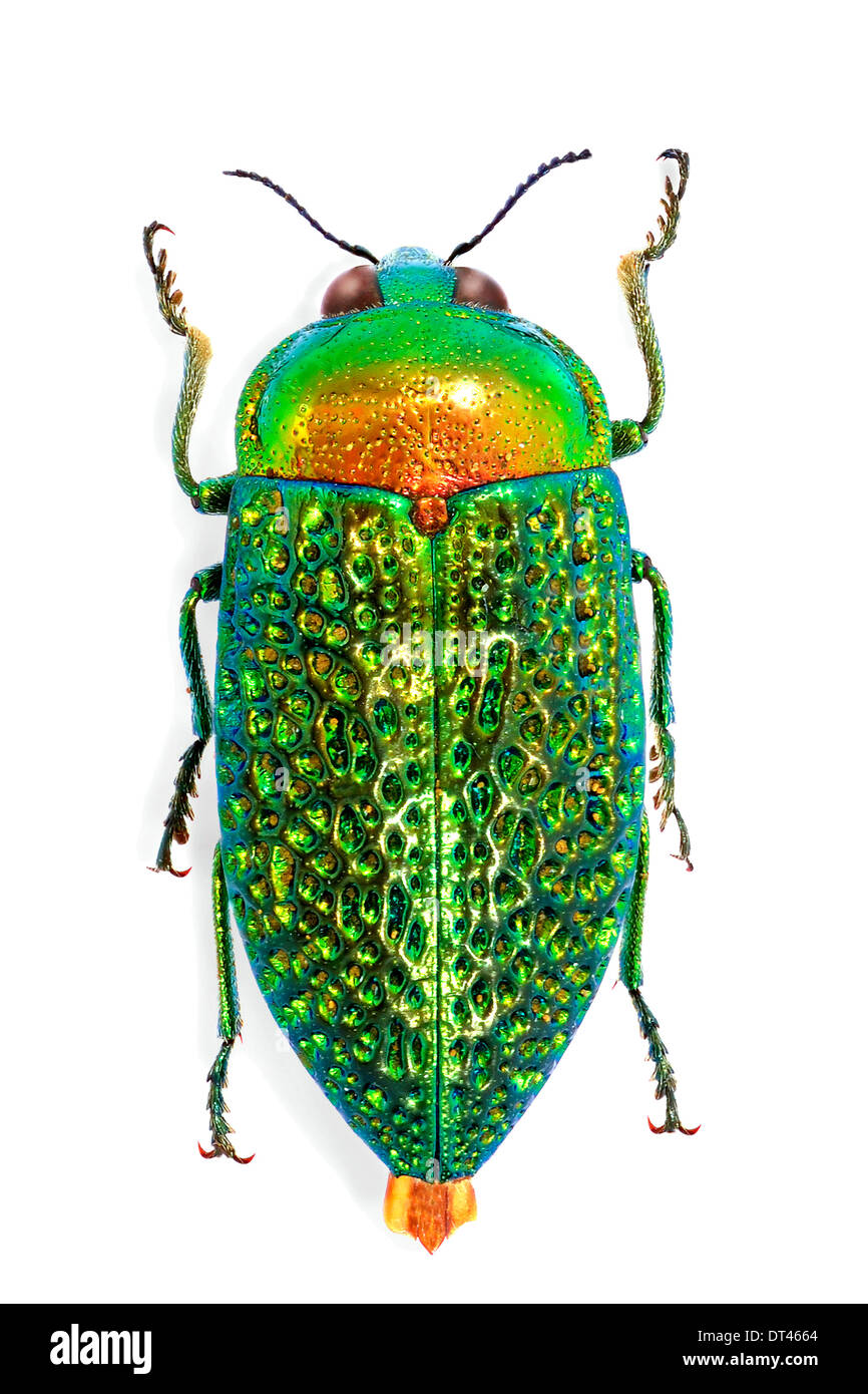 Stigmodera hi-res stock photography and images - Alamy