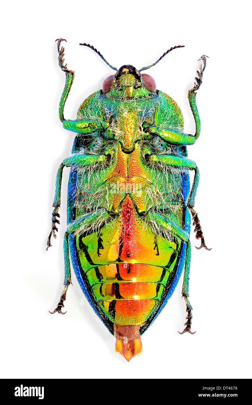 Stigmodera gratiosa hi-res stock photography and images - Alamy