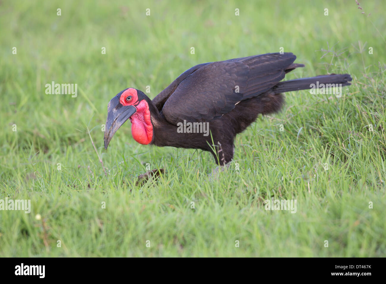 The Southern Ground Hornbill ( Bucorvus leadbeateri ) also known as Bucorvus cafer Stock Photo