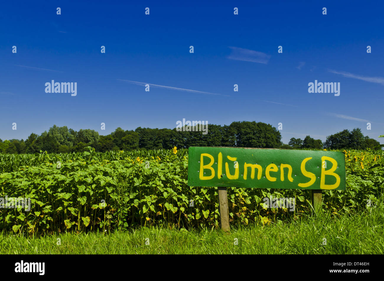 flowers themselves pick Stock Photo Alamy