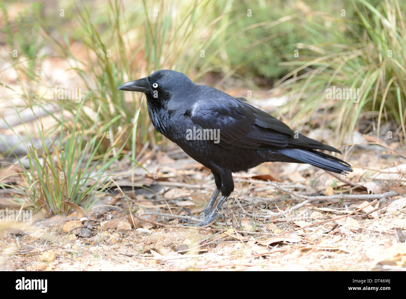 Australian raven (Corvus coronoides) foraging for food in scrub land. Stock Photo