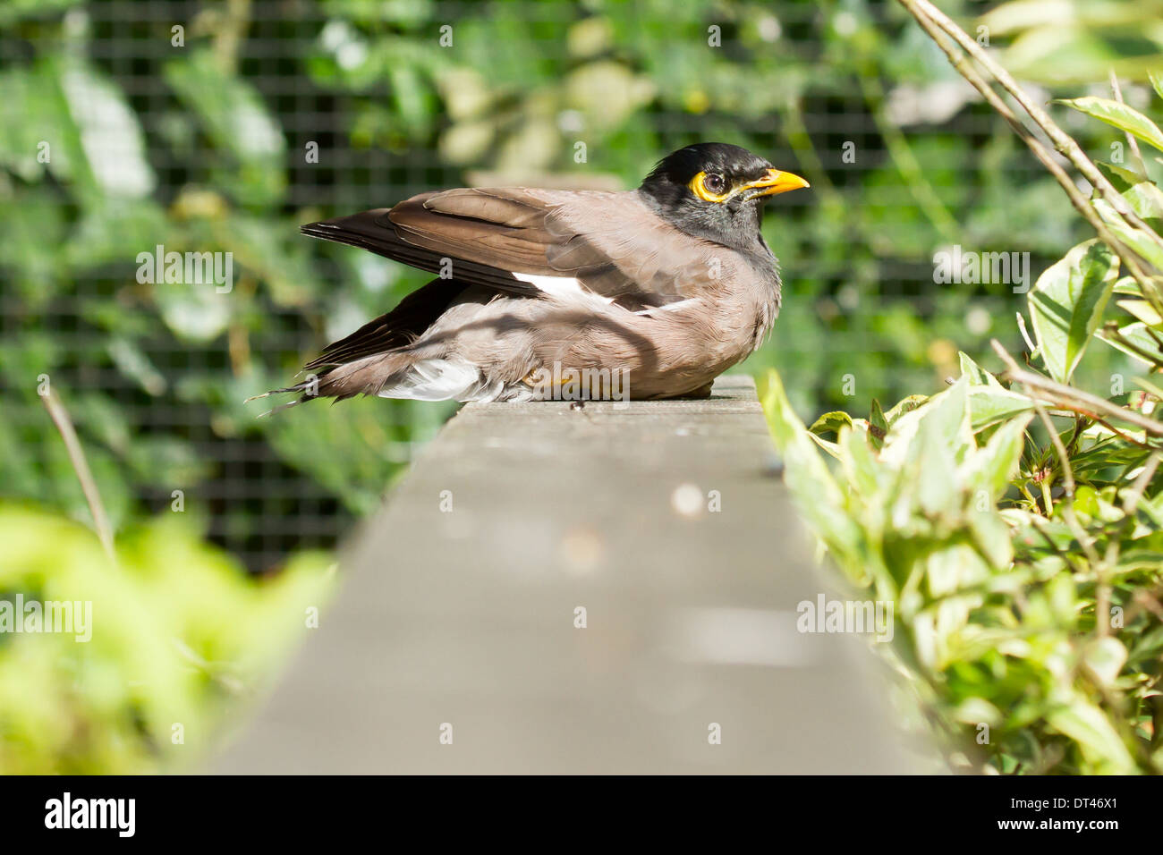 Common Myna (Acridotheres tristis tristis) in captivity Stock Photo Alamy