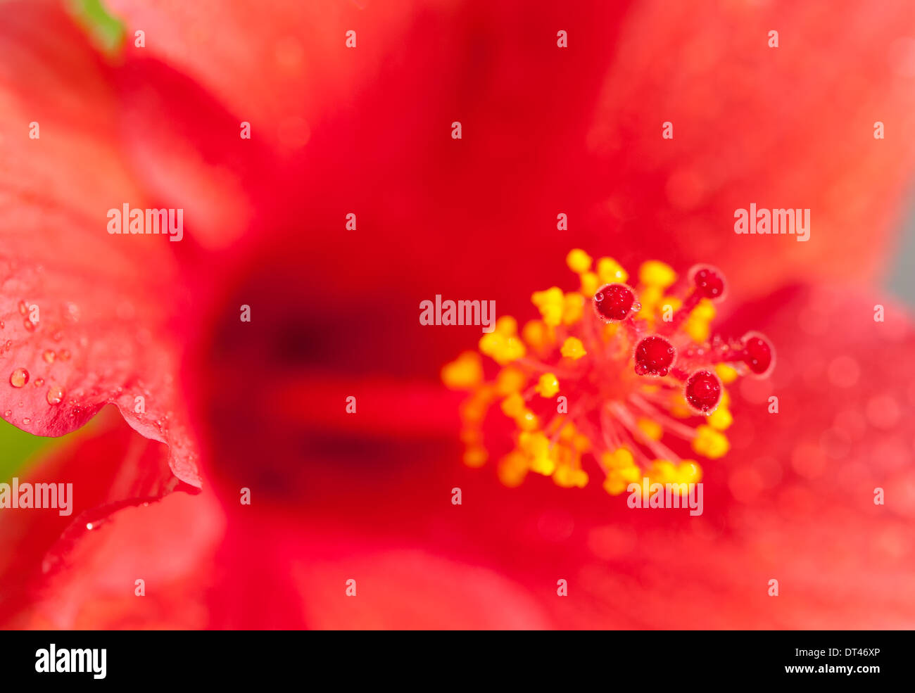 Hibiscus Bush High Resolution Stock Photography and Images - Alamy
