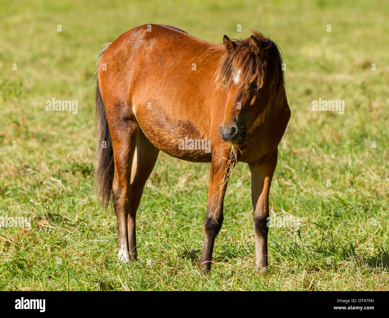 Grazing horse isolated in a green field Stock Photo - Alamy