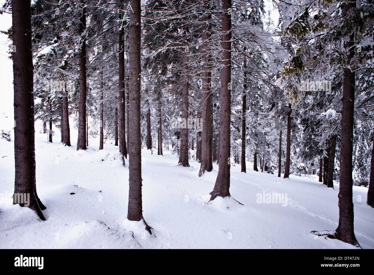 Misty woods in winter hi-res stock photography and images - Alamy