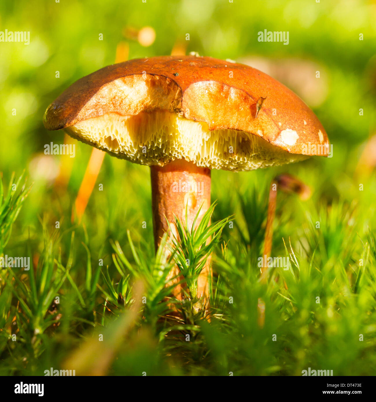 Close-up of a forest mushroom in the grass Stock Photo