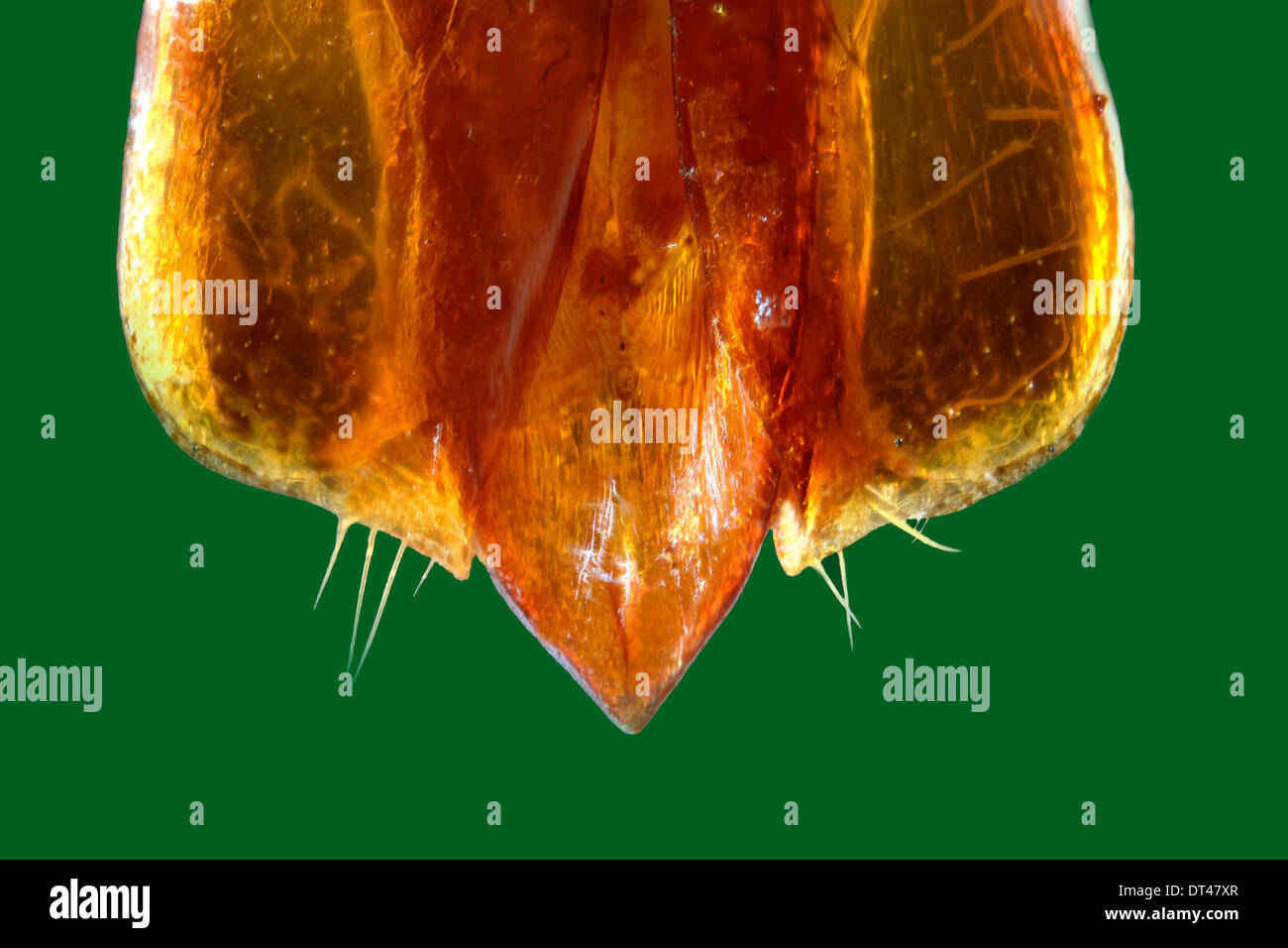 Stigmodera gratiosa hi-res stock photography and images - Alamy