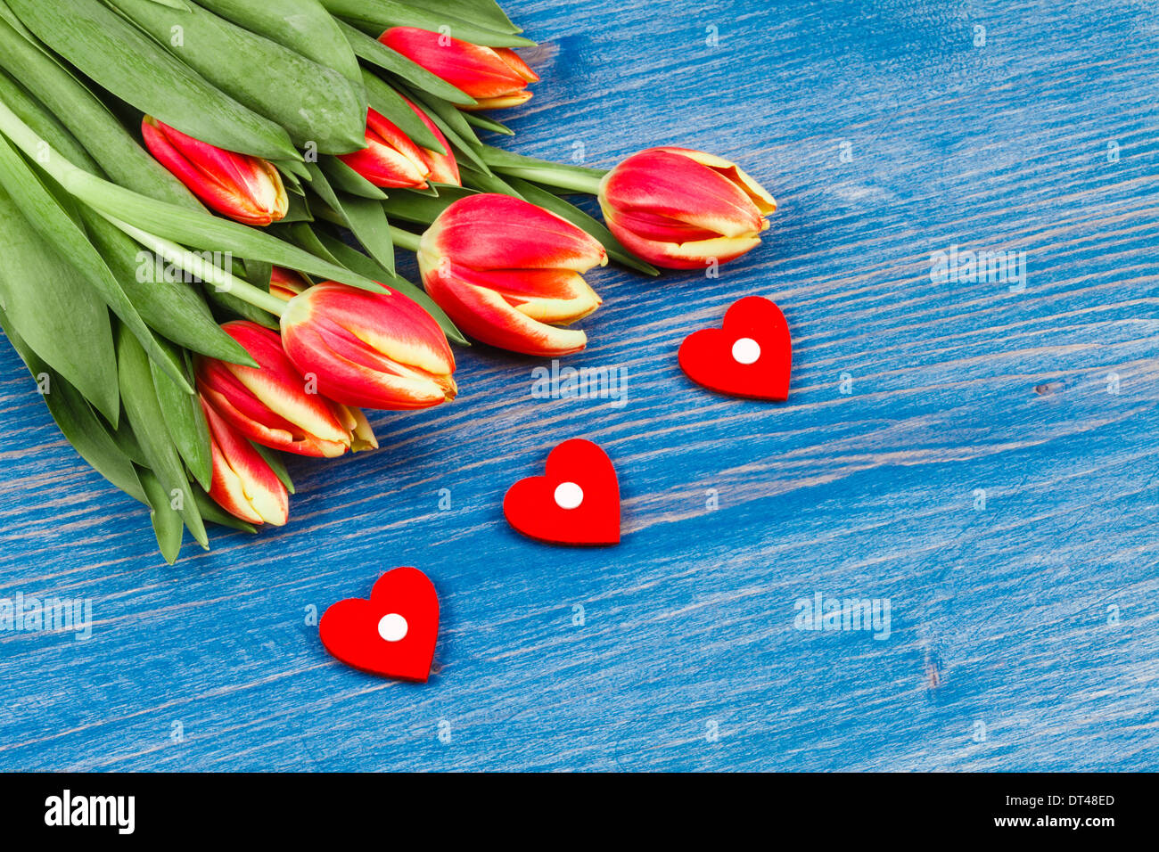 Tulip bouquet on a blue background with 3 little hearts Stock Photo