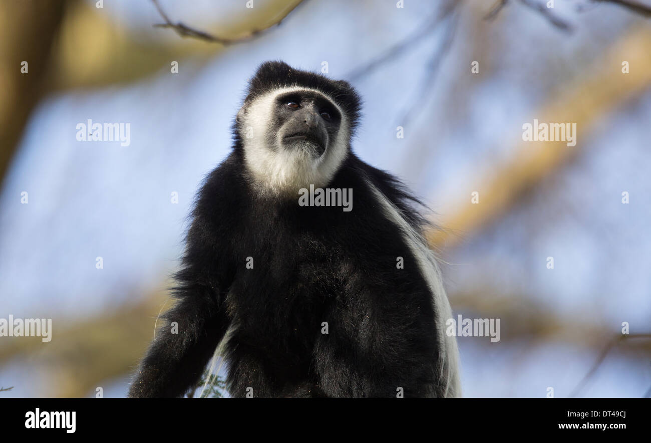 Colobus Monkey in Lake Naivasha Game Sanctuary Kenya Stock Photo