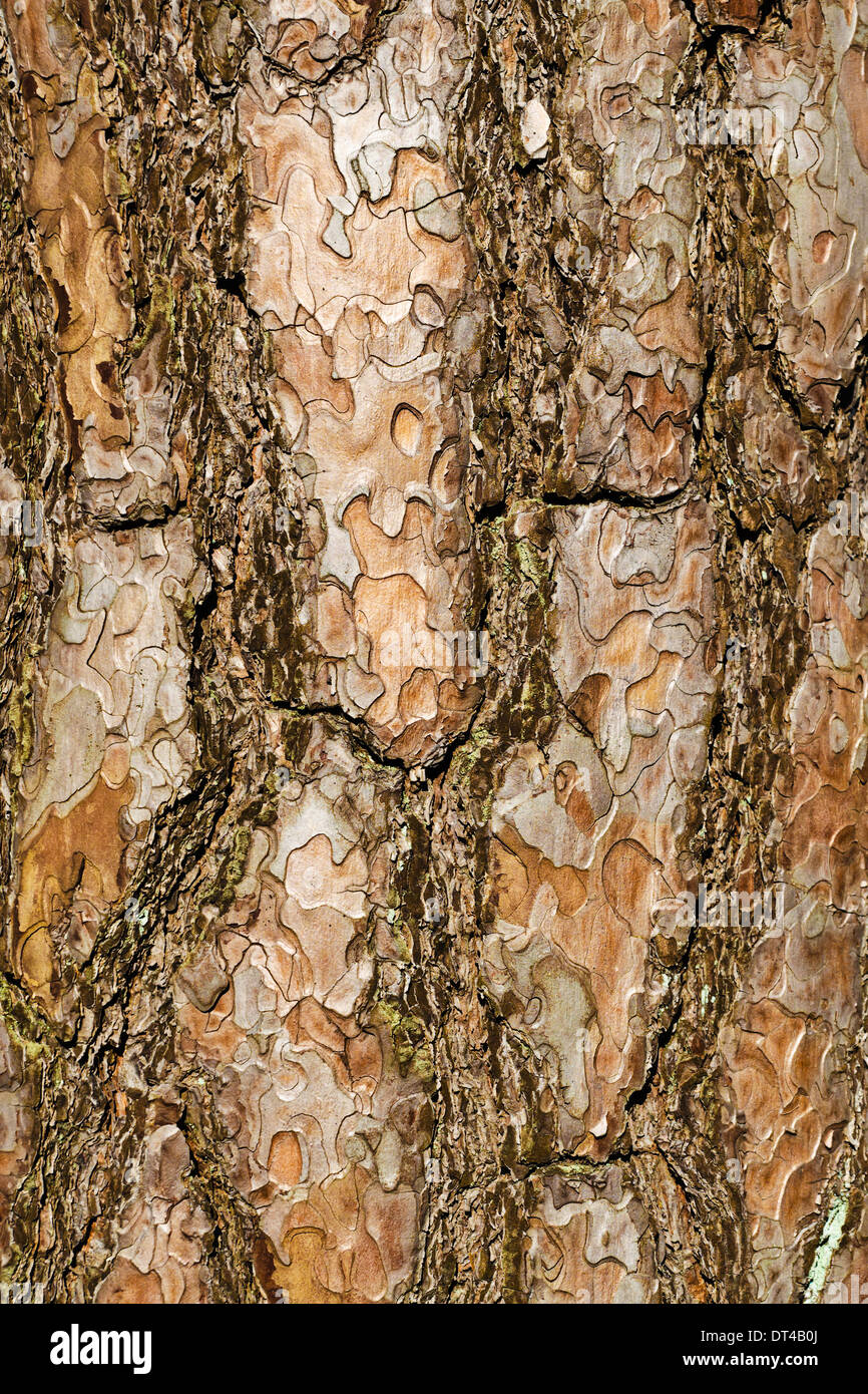 Pine bark closeup Stock Photo