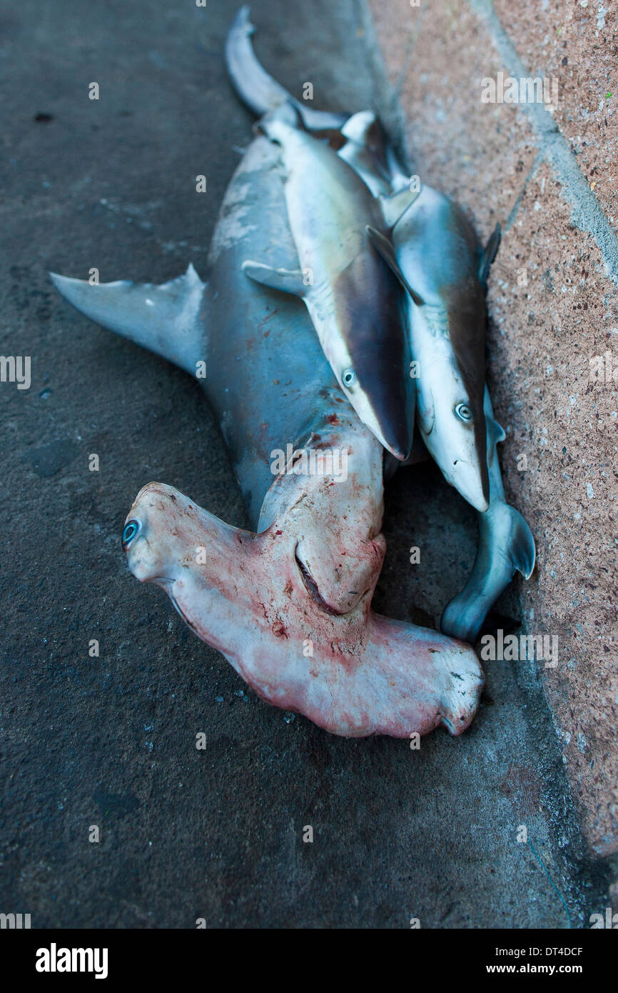 邦楽 Hammer head shark Baby Youth Hammer head shark Baby Youth｜The secret lives of baby sharks