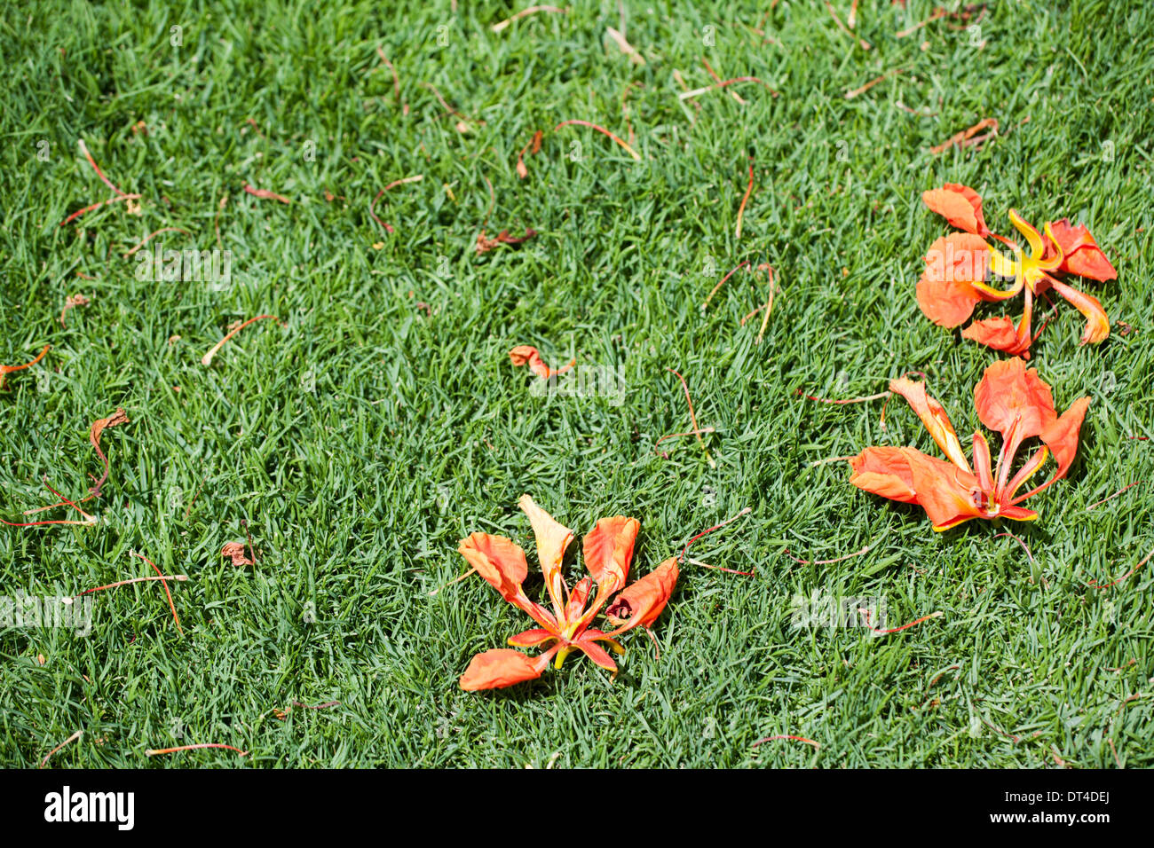 Petals grass hires stock photography and images Alamy