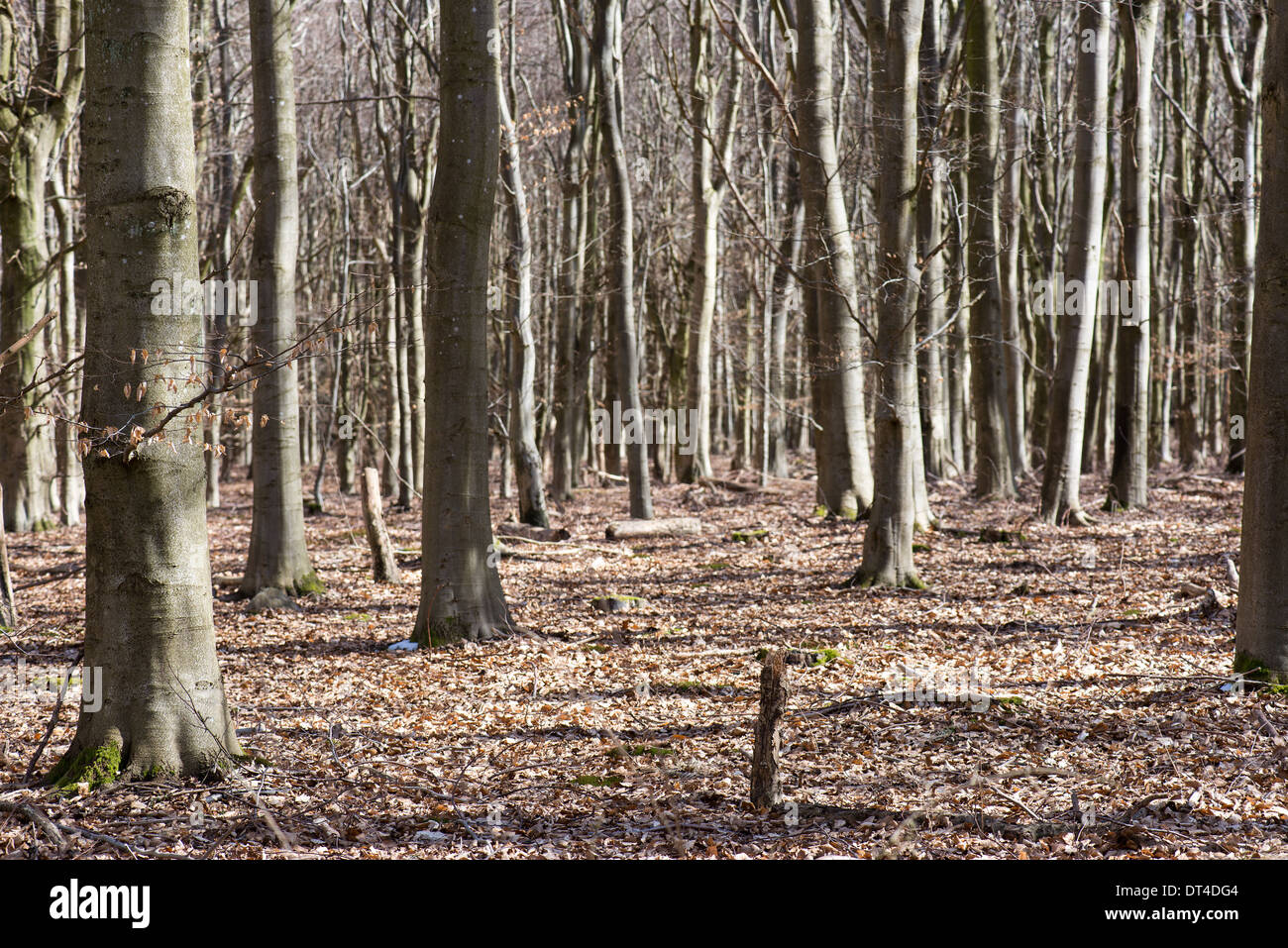 Bright beech forest in spring without any leaves yet Stock Photo