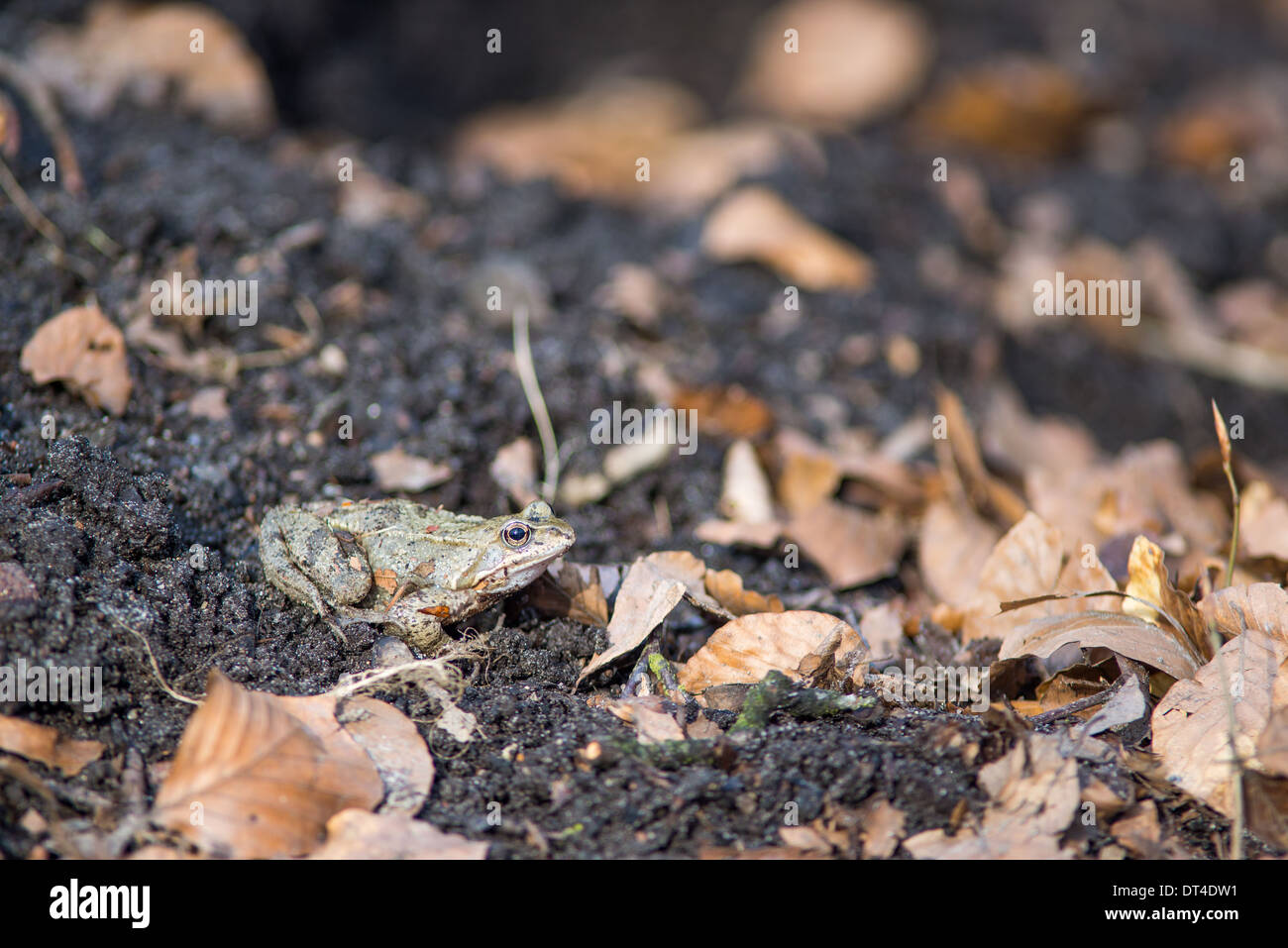 Common frog in spring in between leaves on the forest floor Stock Photo ...