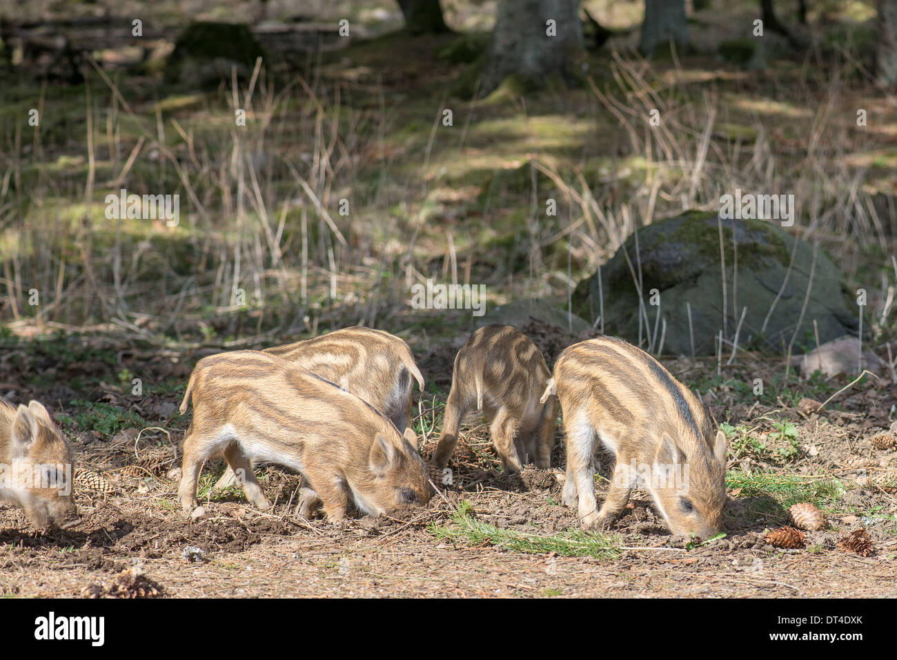 Piglets of the wild boar or wild pig, Sus scrofa searching for food in the forest Stock Photo