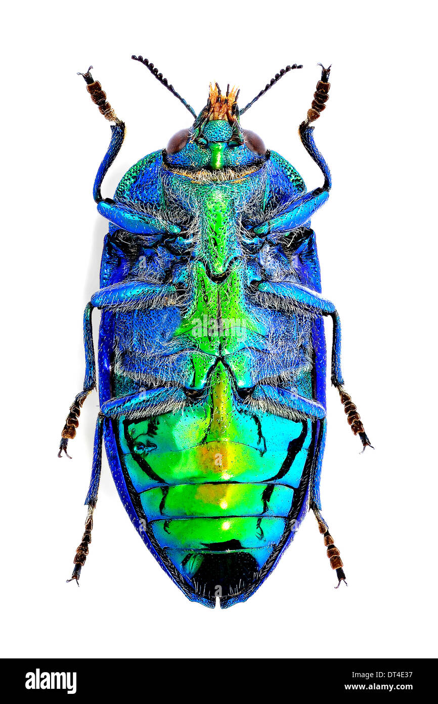 Stigmodera hi-res stock photography and images - Alamy