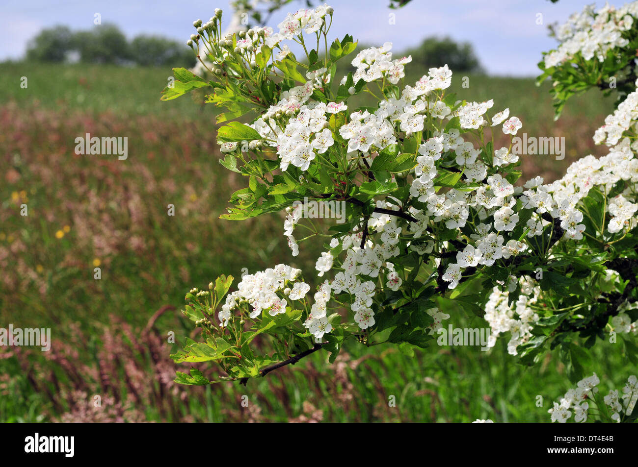 Hawthorn blossom in full flower at the edge of a field in Ceredigion, Wales, UK Stock Photo