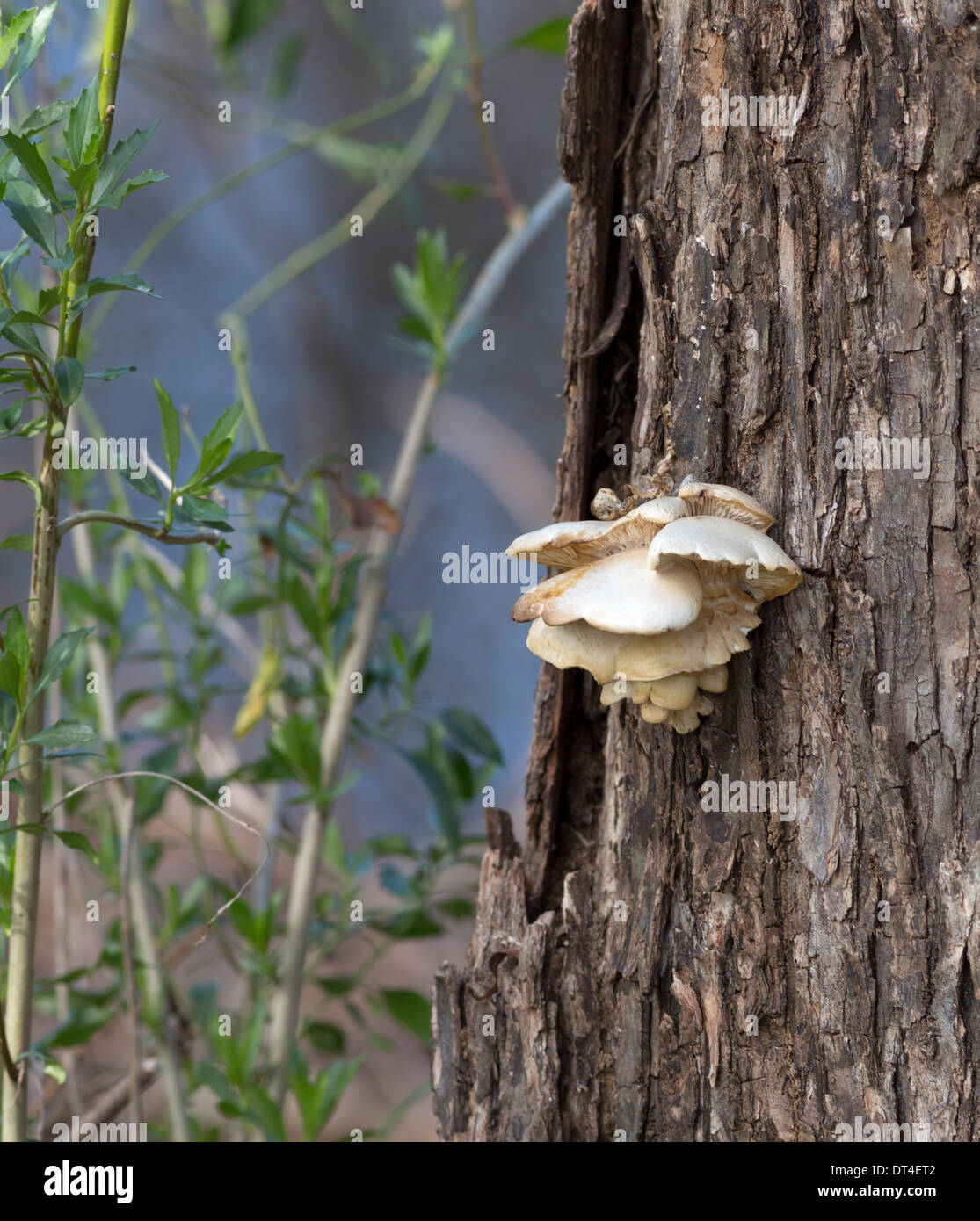 Oyster mushrooms (Pleurotus) in Brazos Bend State Park, Texas Stock