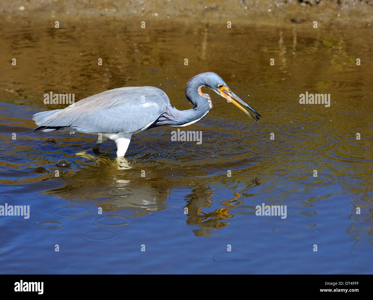 Tricolored Heron (Egretta tricolor) in breeding plumage hunting for food Stock Photo