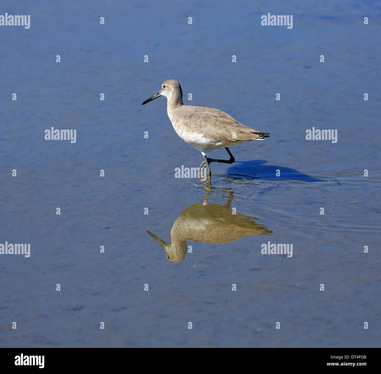 Willet (Tringa semipalmata) in winter plumage on South Padre Island, Texas Stock Photo
