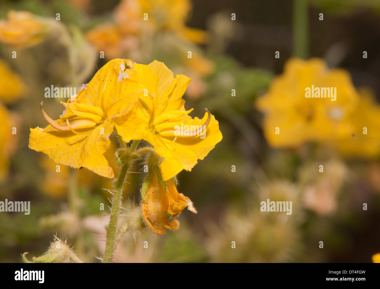 Buffalo Bur High Resolution Stock Photography And Images Alamy