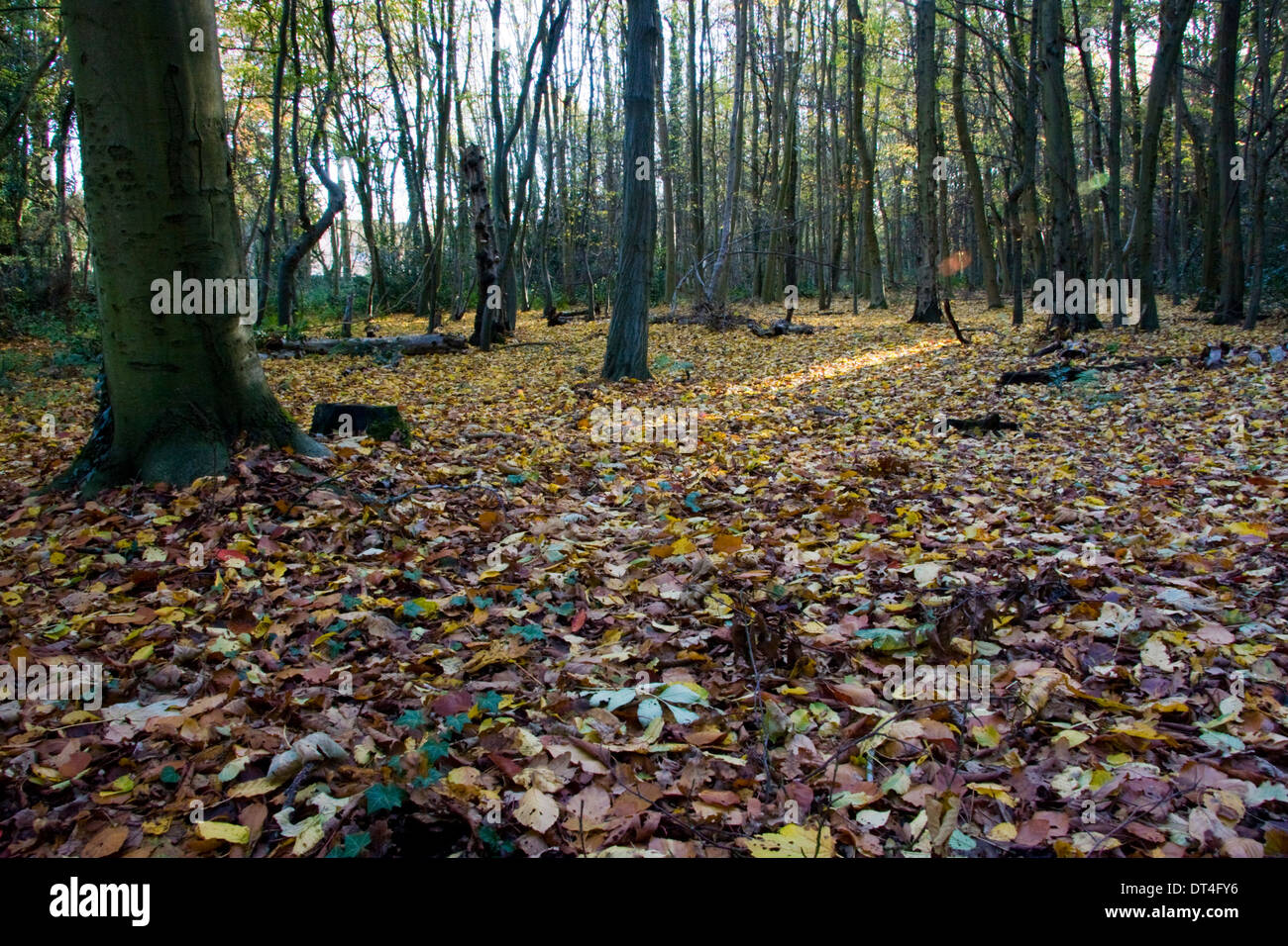 Autumn in a Cotswold wood, England Stock Photo - Alamy