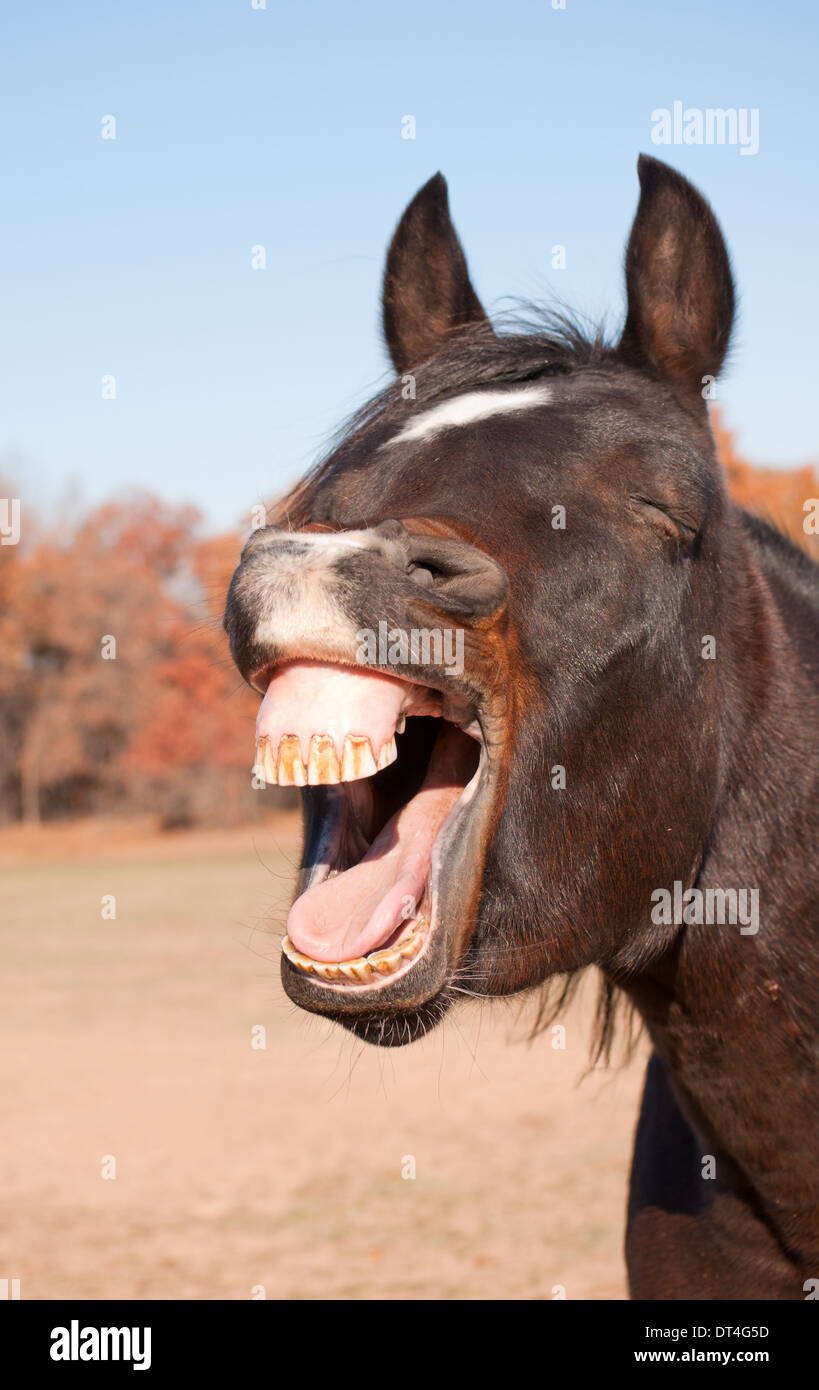 Dark bay horse yawning, looking like he is laughing Stock Photo