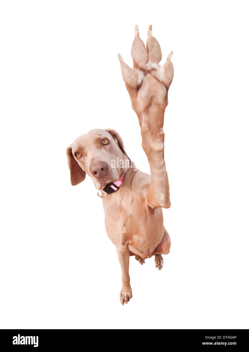 Weimaraner dog doing a high five with her paw, focus on eyes, isolated on white Stock Photo