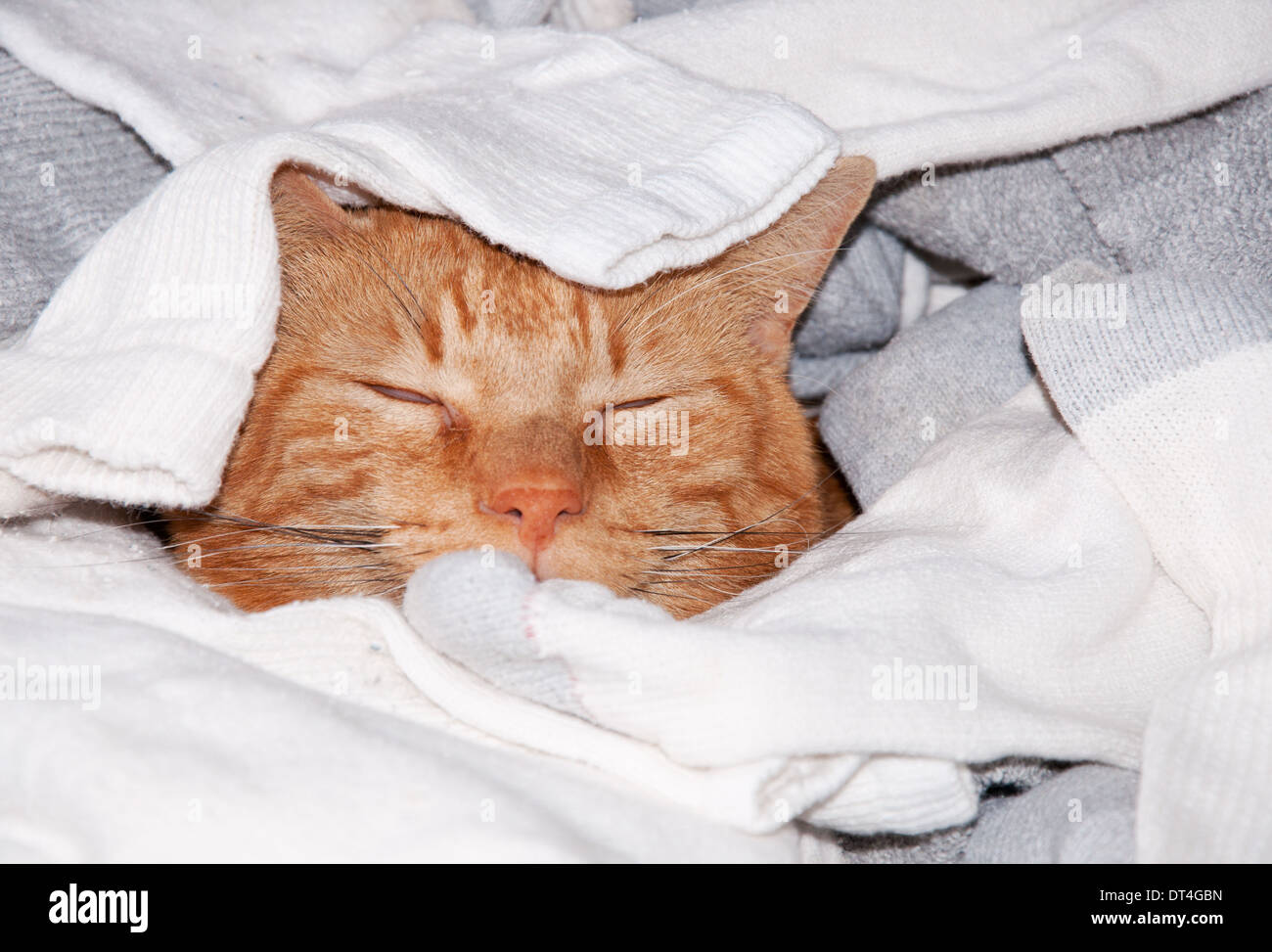 Ginger tabby cat sleeping in clean laundry kitty heaven Stock Photo