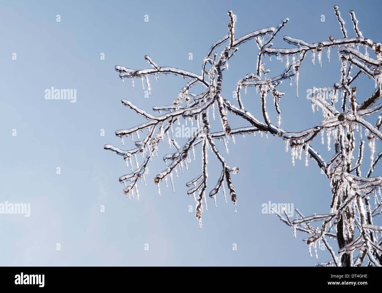 Tree covered in thick, glittering ice after an ice storm, with sun starting to melt the icicles Stock Photo