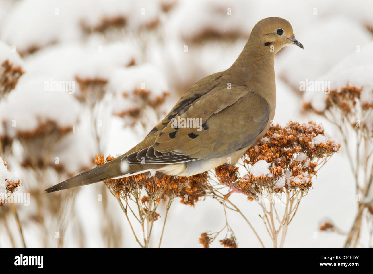 Mourning Dove in snow Stock Photo