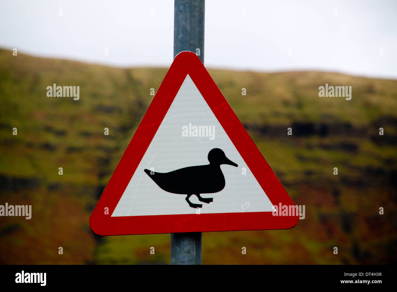 Ducks crossing warning road sign Stock Photo