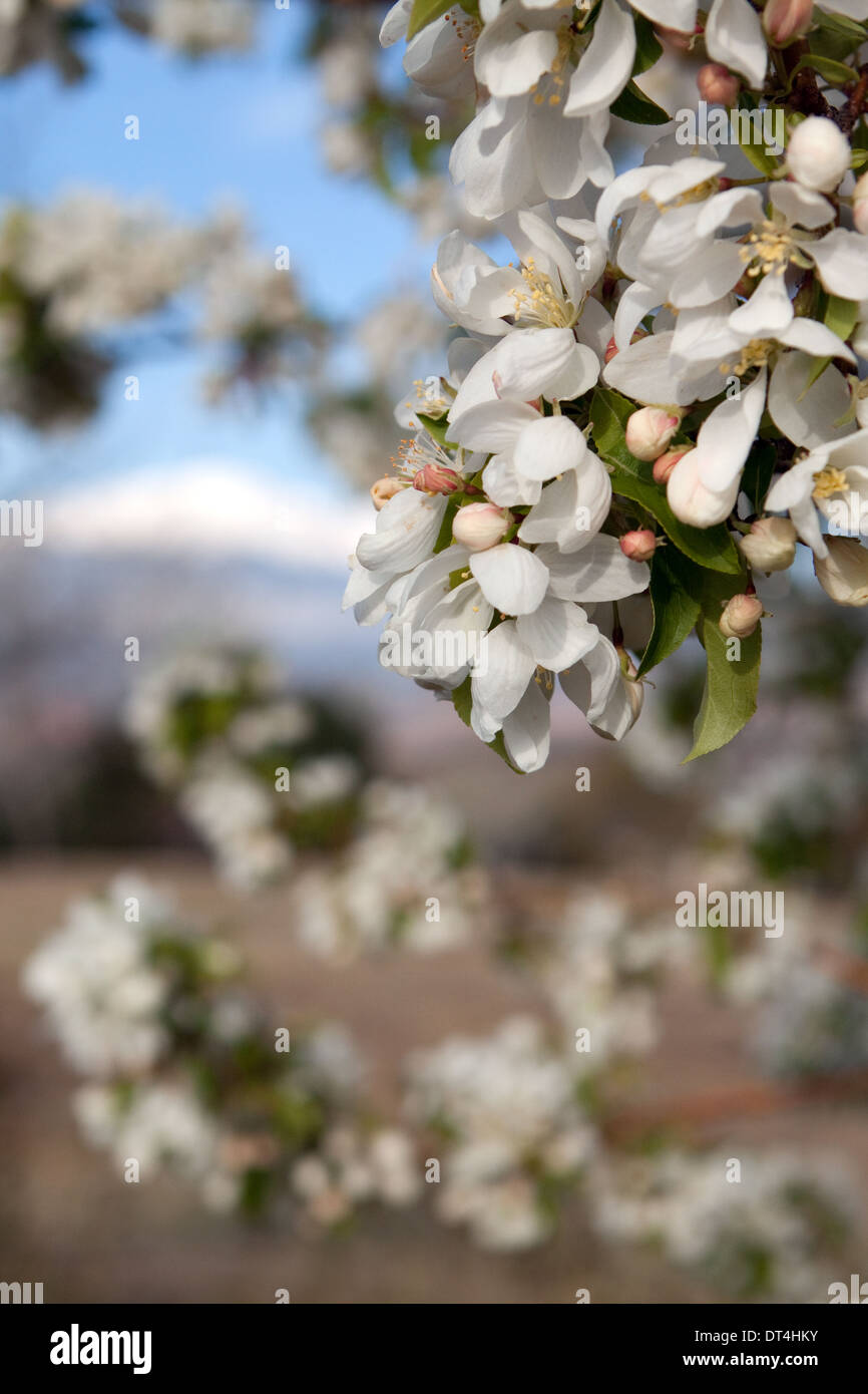 White spring blossoms on an ornamental crab apple tree with Pikes Peak in background Stock Photo