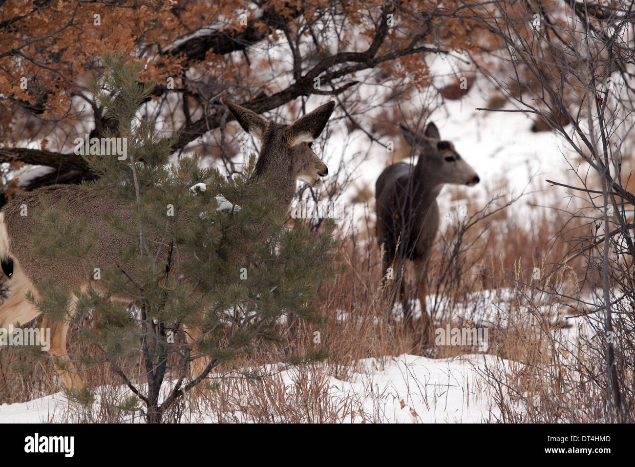 Two mule deer moving through Gambel oaks in winter Stock Photo