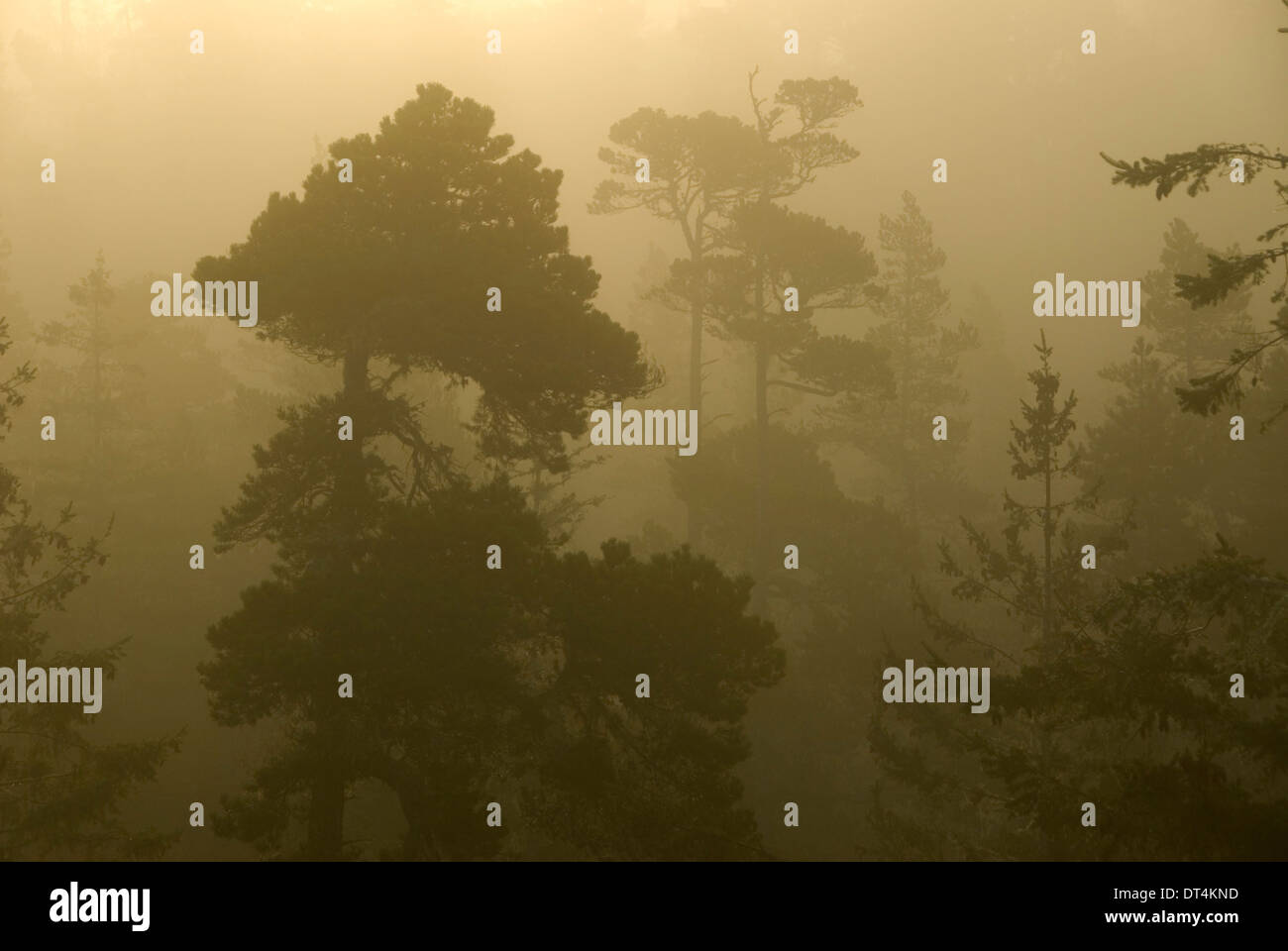 Forest in mist, Umpqua Dunes Scenic Area, Oregon Dunes National