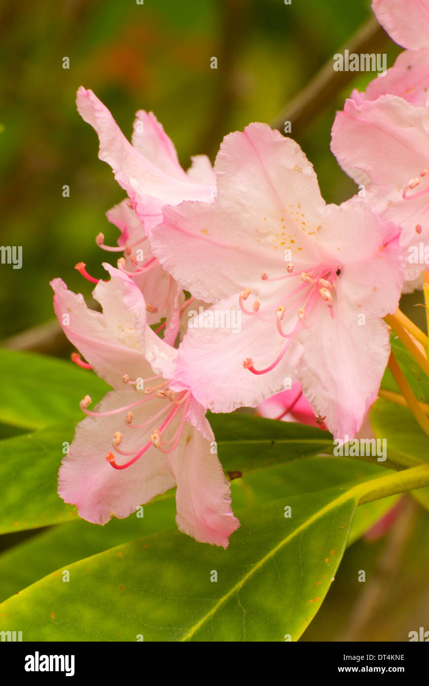 Pacific rhododendron (Rhododendron macrophyllum), Oregon Dunes National