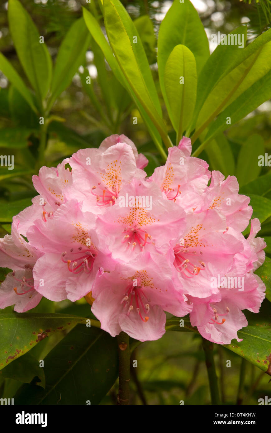 Oregon Native Rhododendron Pacific rhododendron (Rhododendron macrophyllum), Oregon Dunes National ...