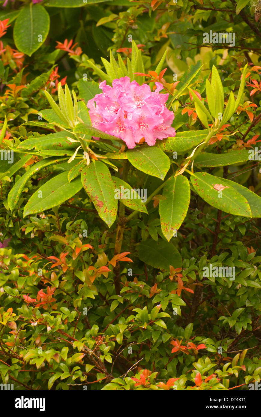 Oregon Native Rhododendron Pacific rhododendron (Rhododendron macrophyllum), Oregon Dunes National ...