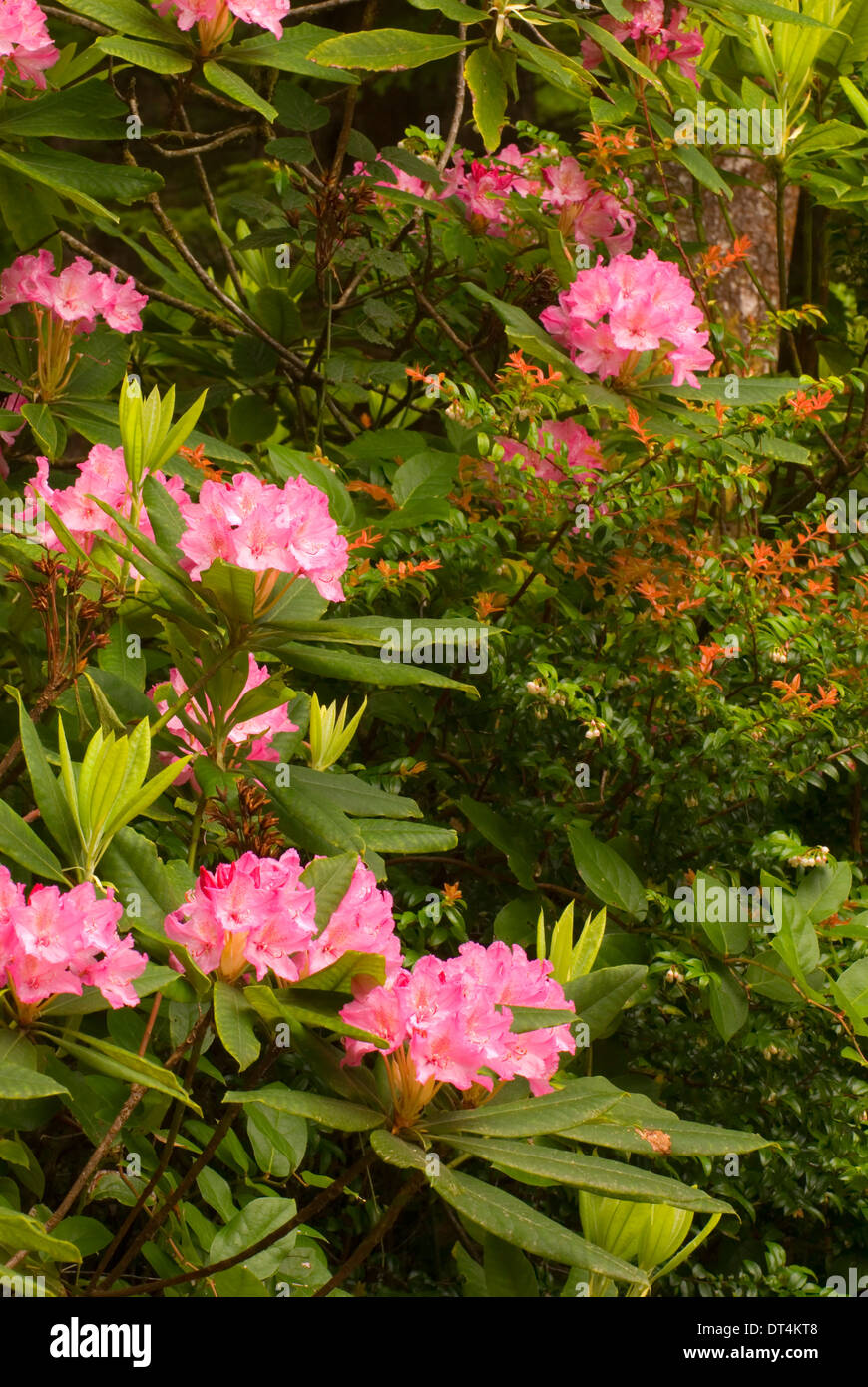 thuja occ yellow ribbon Yellow Ribbon Arborvitae – Plant Detectives main image 0