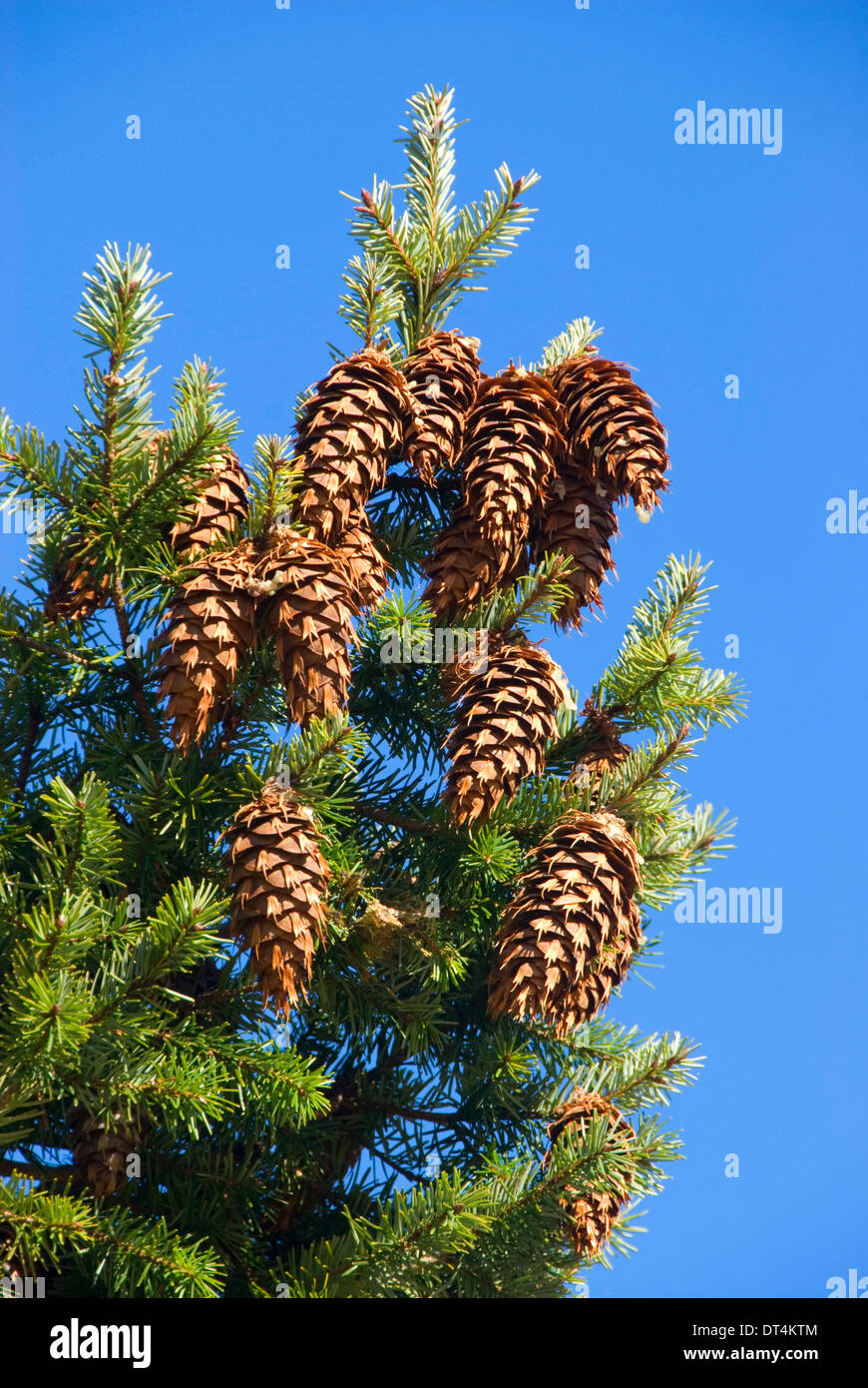 Douglas fir cones, Umpqua Dunes Scenic Area, Oregon Dunes National Recreation Area, Oregon Stock Photo