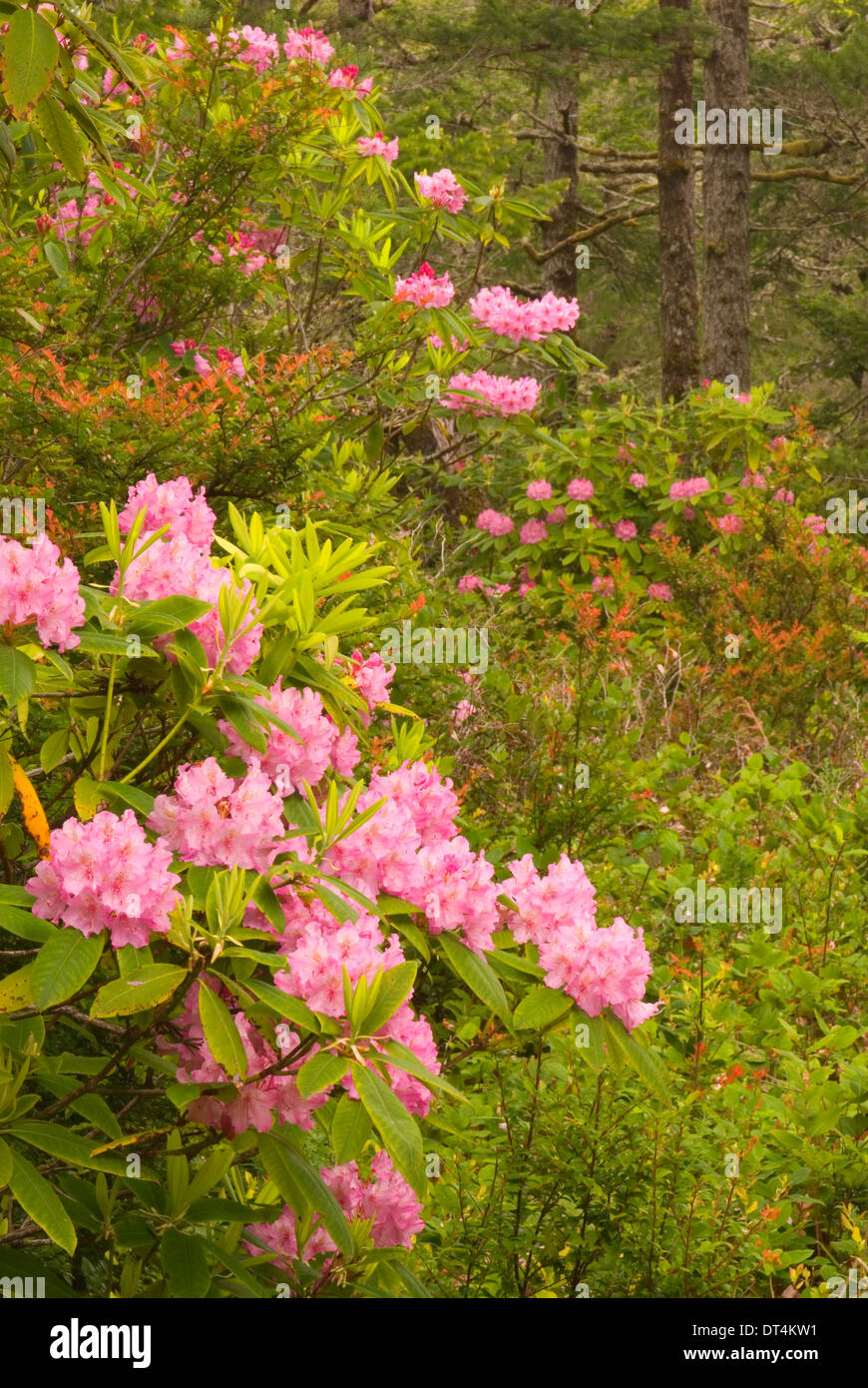 Oregon Native Rhododendron Pacific rhododendron (Rhododendron macrophyllum), Oregon Dunes National ...
