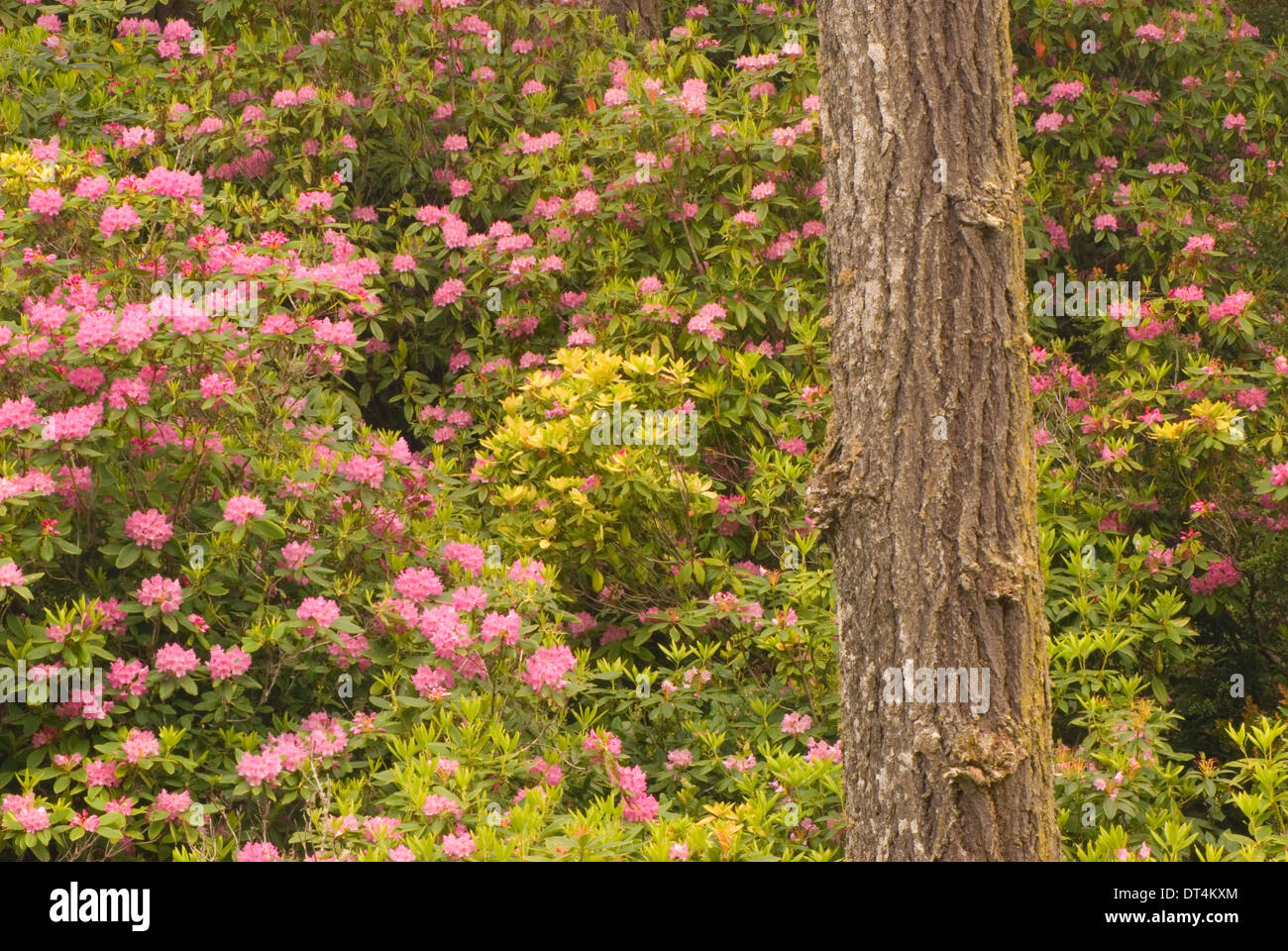 Coastal forest with Pacific rhododendron (Rhododendron macrophyllum