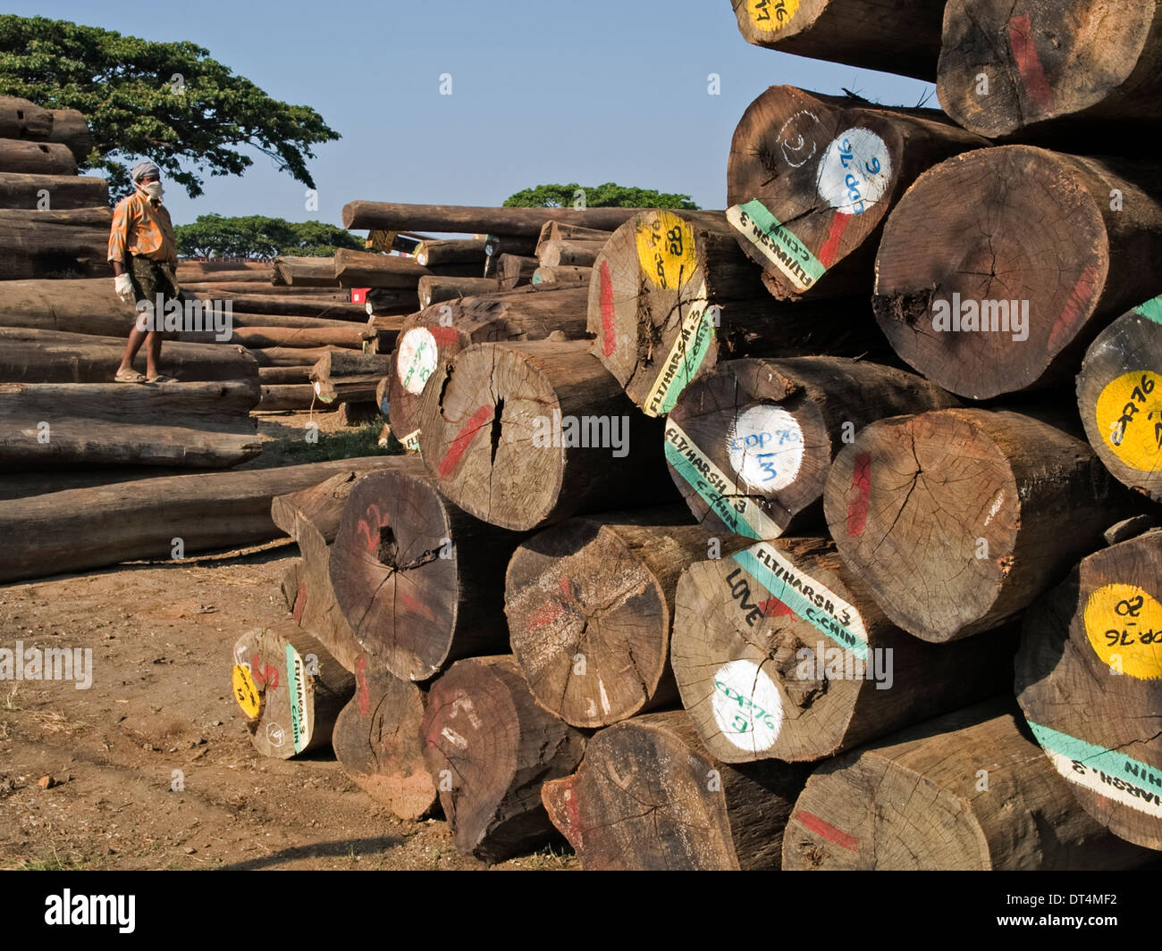 Teak logs piled and markedup in a timberyard in Cochin, India Stock