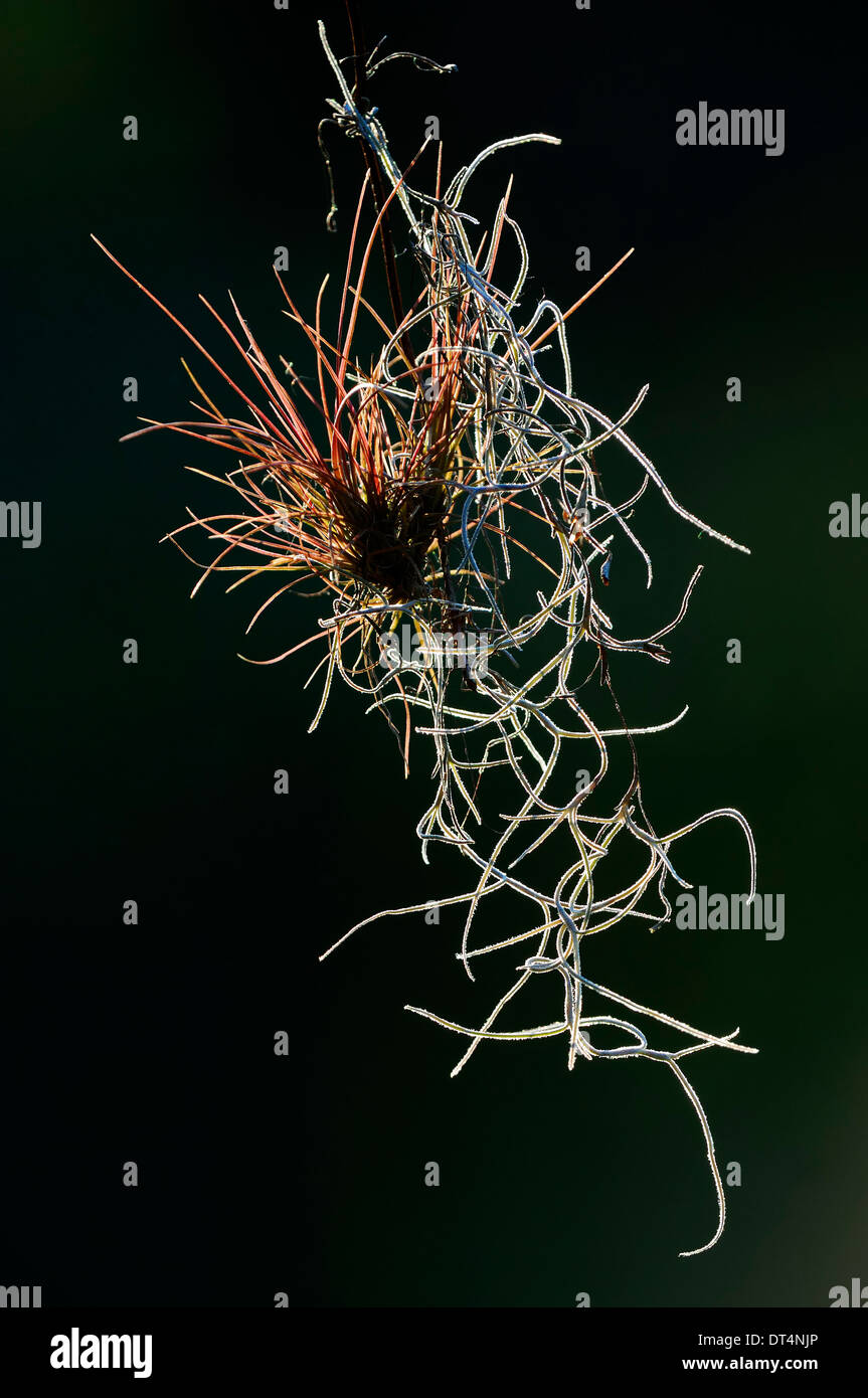 Moos tillandsia usneoides hi-res stock photography and images - Alamy