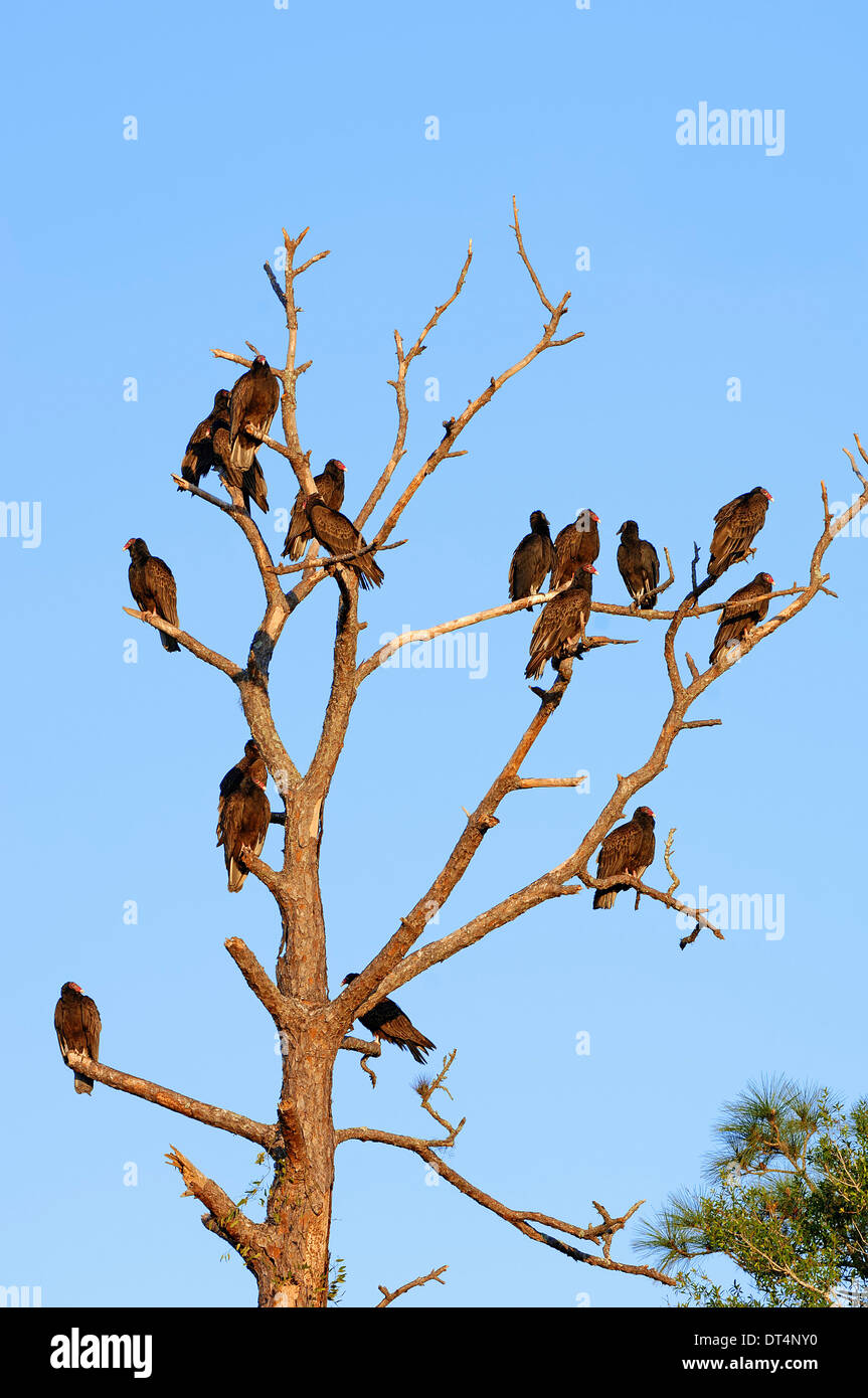 Turkey buzzards hires stock photography and images Alamy