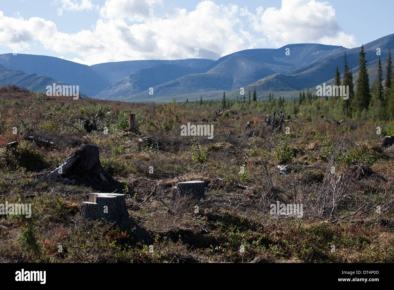 deforestation view with tree stumps on beautiful mountain background Stock Photo