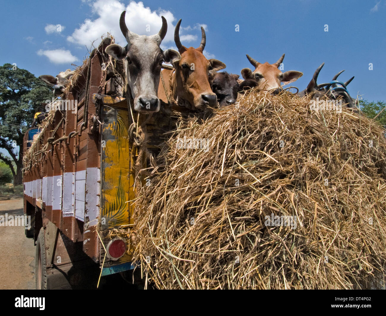 India Truck Cow Stock Photos & India Truck Cow Stock 