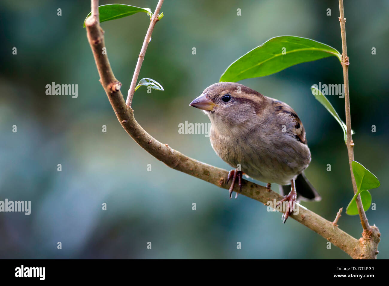 female house sparrow Stock Photo
