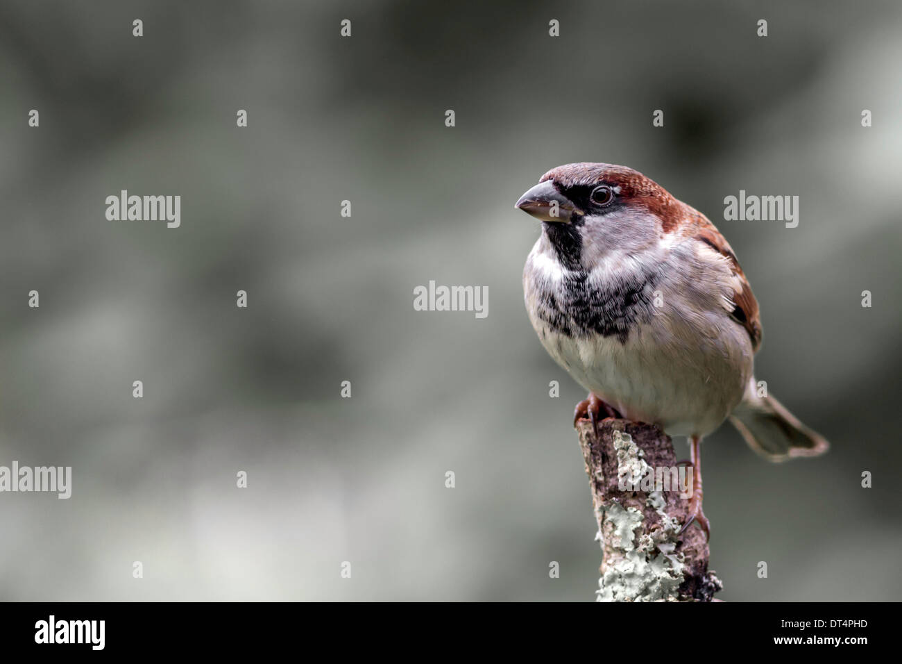 male house sparrow Stock Photo - Alamy