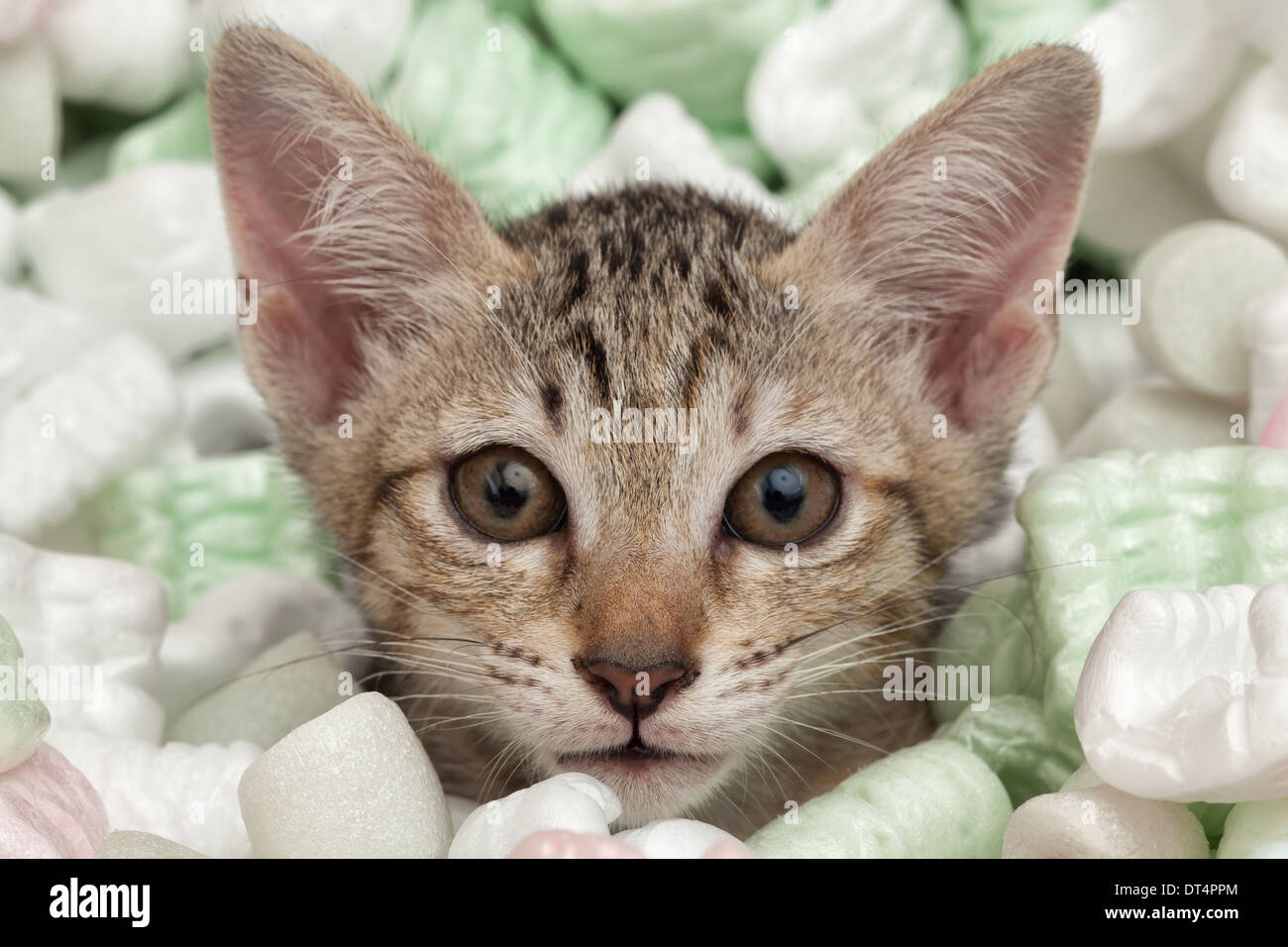 Cat face closeup in box of plastic foam Stock Photo